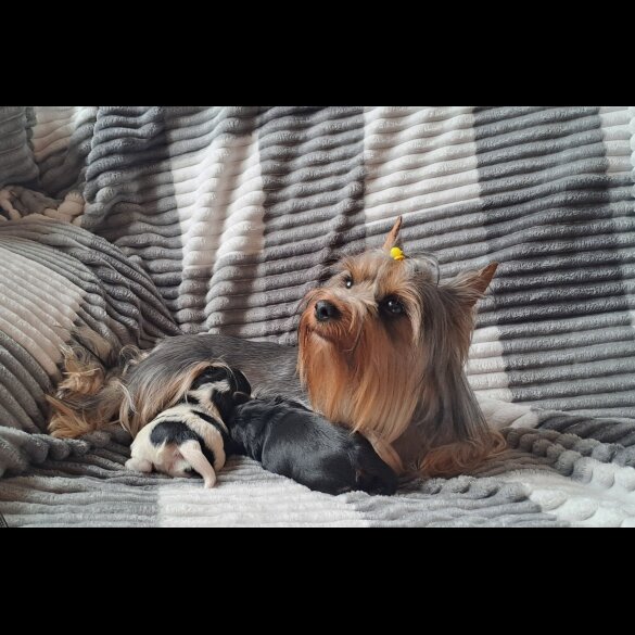 Biewer Terrier - Dogs