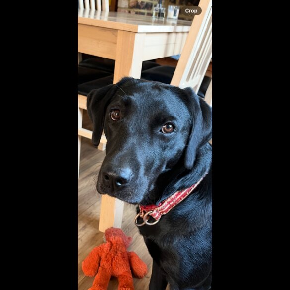 Labrador Retriever - Both