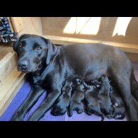 Labrador Retriever - Both