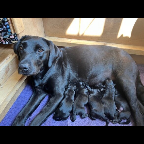 Labrador Retriever - Both