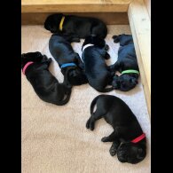 Labrador Retriever - Both