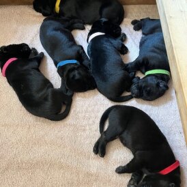 Labrador Retriever - Both