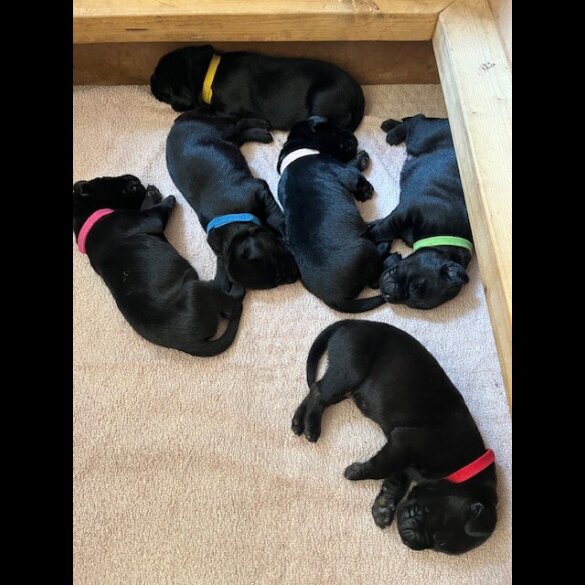 Labrador Retriever - Both