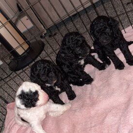 Cockapoo - Both