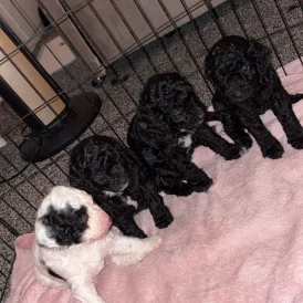 Cockapoo - Both