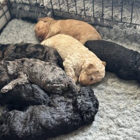Cockapoo - Both