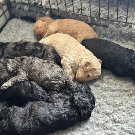 Cockapoo - Both