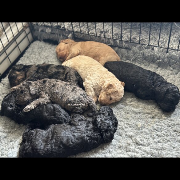 Cockapoo - Both