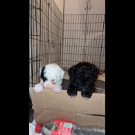Cockapoo - Both