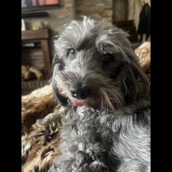 Cockapoo - Both