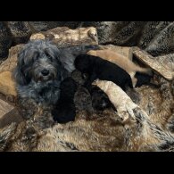 Cockapoo - Both