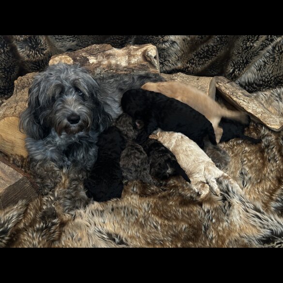 Cockapoo - Both