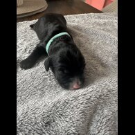Cockapoo - Both