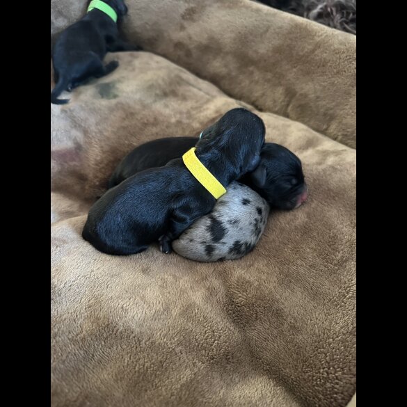Cockapoo - Both