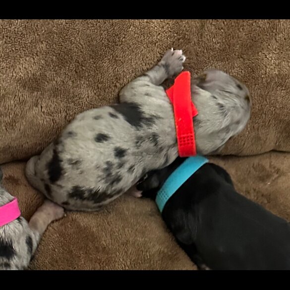 Cockapoo - Both