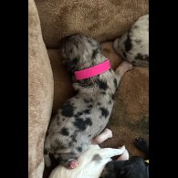Cockapoo - Both