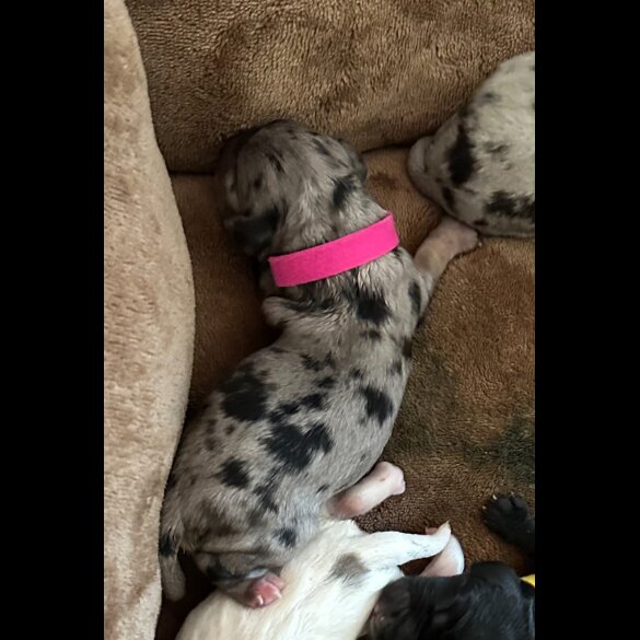 Cockapoo - Both