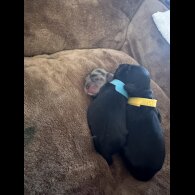 Cockapoo - Both