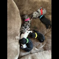 Cockapoo - Both
