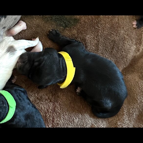 Cockapoo - Both