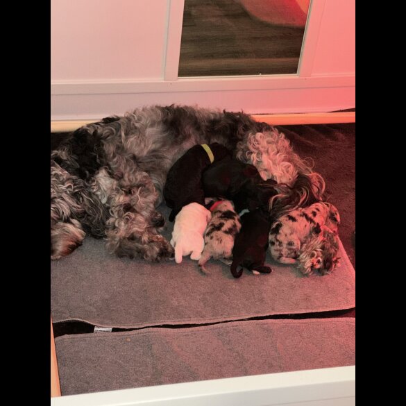 Cockapoo - Both