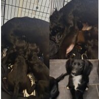 Cocker Spaniel (Working &amp; Show) - Both
