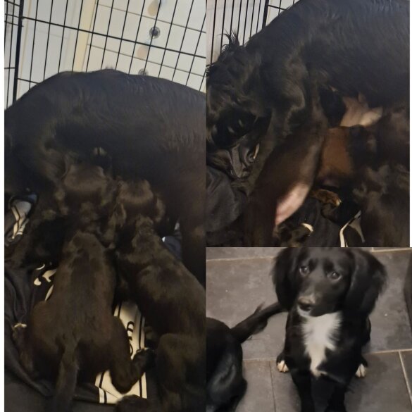 Cocker Spaniel (Working &amp; Show) - Both