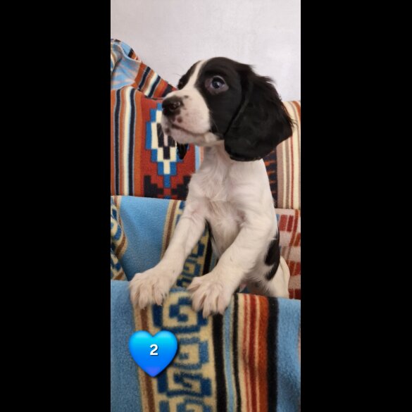 Cocker Spaniel (Working &amp; Show) - Both