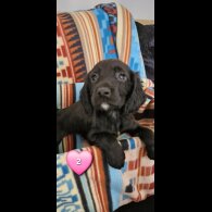 Cocker Spaniel (Working &amp; Show) - Both