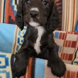 Cocker Spaniel (Working &amp; Show) - Both