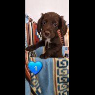 Cocker Spaniel (Working &amp; Show) - Both