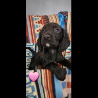 Cocker Spaniel (Working &amp; Show) - Both