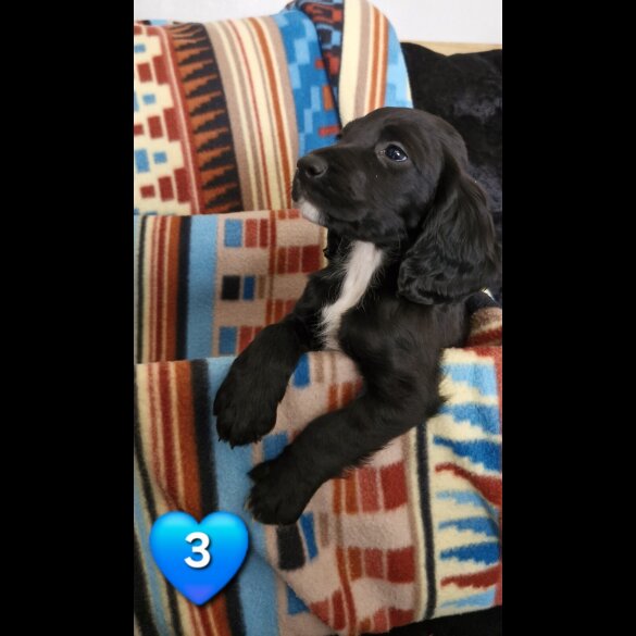 Cocker Spaniel (Working &amp; Show) - Both