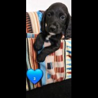 Cocker Spaniel (Working &amp; Show) - Both