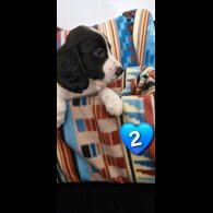 Cocker Spaniel (Working &amp; Show) - Both