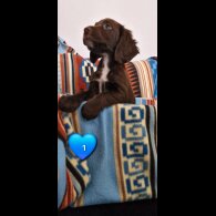 Cocker Spaniel (Working &amp; Show) - Both