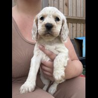 Cocker Spaniel (Working &amp; Show) - Both