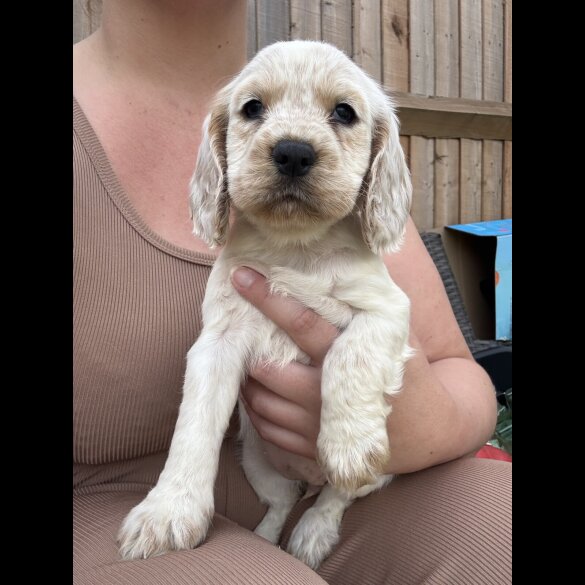 Cocker Spaniel (Working &amp; Show) - Both