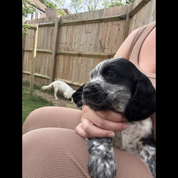 Cocker Spaniel (Working &amp; Show) - Both