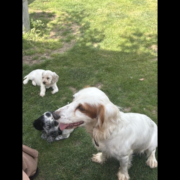 Cocker Spaniel (Working &amp; Show) - Both