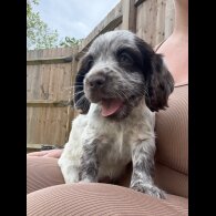 Cocker Spaniel (Working &amp; Show) - Both