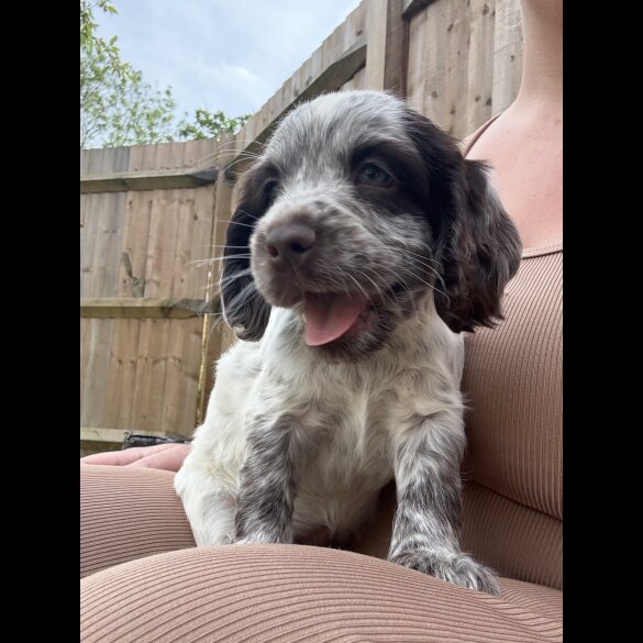 Cocker Spaniel (Working &amp; Show) - Both