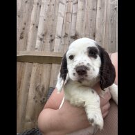 Cocker Spaniel (Working &amp; Show) - Both
