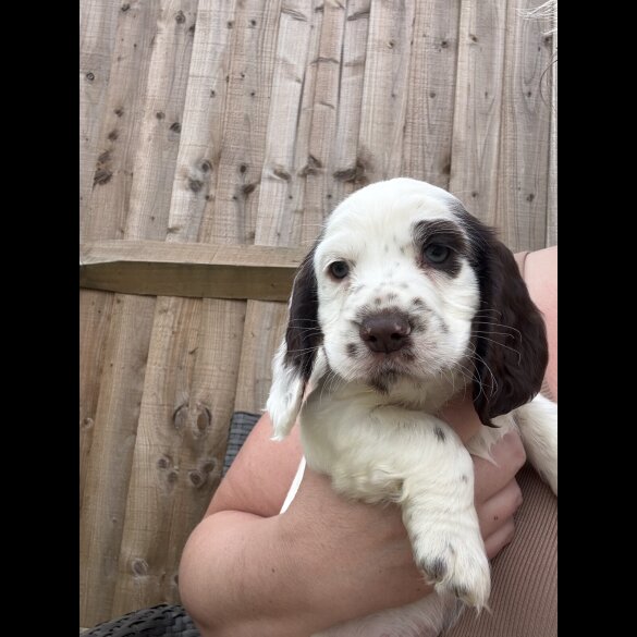 Cocker Spaniel (Working &amp; Show) - Both