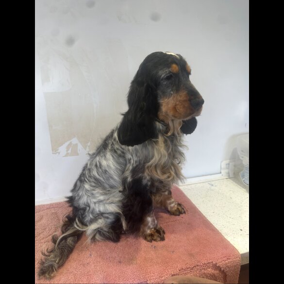Cocker Spaniel (Working &amp; Show) - Both