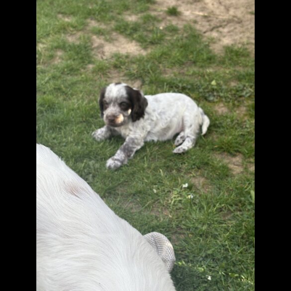 Cocker Spaniel (Working &amp; Show) - Both