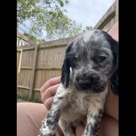 Cocker Spaniel (Working &amp; Show) - Both