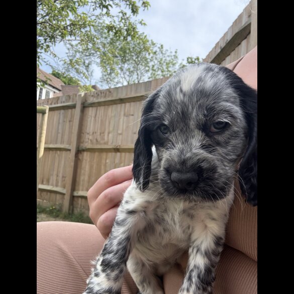 Cocker Spaniel (Working &amp; Show) - Both