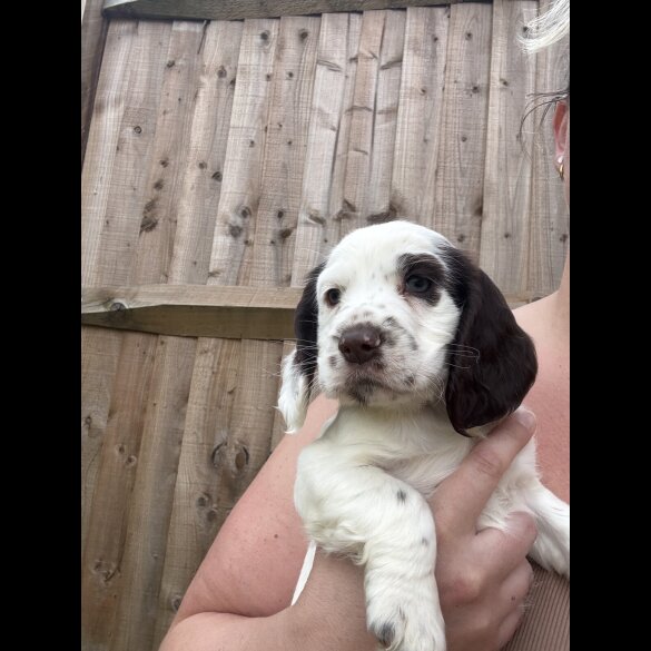 Cocker Spaniel (Working &amp; Show) - Both