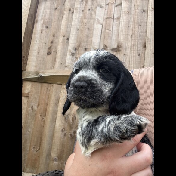 Cocker Spaniel (Working &amp; Show) - Both